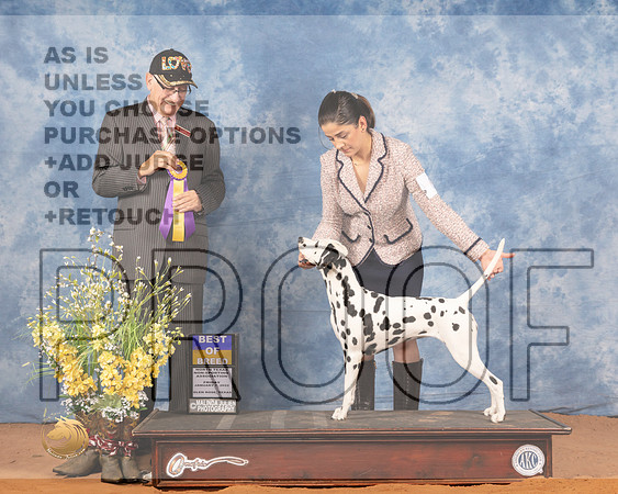 Dalmatian #8 Fri BOB Judge Johnny ShoemakerMMJ_8803_NRKC2022_HR3