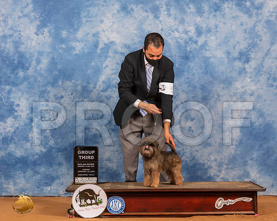 Affenpinscher #5 Sun G3_SR_8588_GlnRs21_HR3