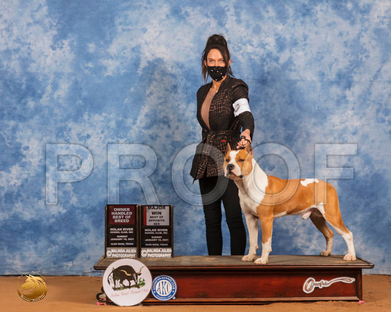 American Staffordshire Terrier #11 Sun BOS Judge Carolyn Herbel_SR_8488_GlnRs21_HR3