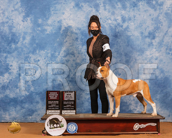 American Staffordshire Terrier #11 Sun BOS Judge Carolyn Herbel_SR_8489_GlnRs21_HR3