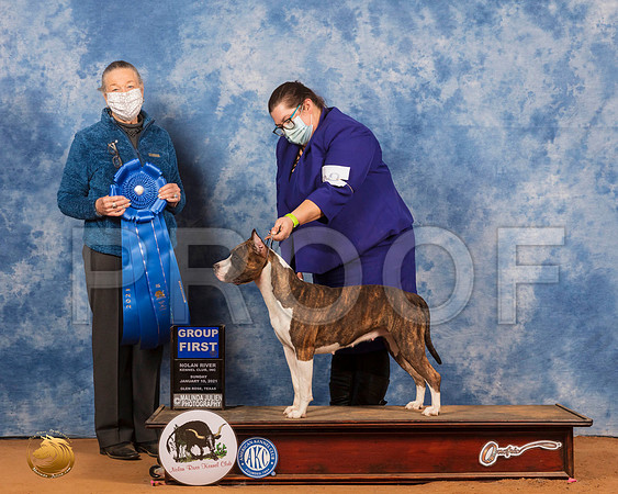 American Staffordshire Terrier #8 Sun G1 Judge Carolyn Herbel_SR_8711_GlnRs21_HR3