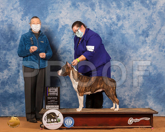 American Staffordshire Terrier #8 Sun G1 Judge Carolyn Herbel_SR_8713_GlnRs21_HR3