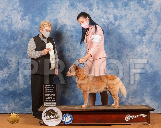 Australian Cattle Dog #25 Sun OHG4 Judge Judith Brown_SR_8533_GlnRs21_HR3