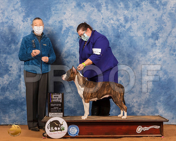 American Staffordshire Terrier #8 Sun G1 Judge Carolyn Herbel_SR_8712_GlnRs21_HR3