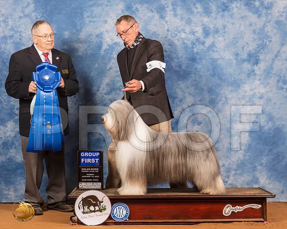 Bearded Collie #7 Sun G1 Judge Dr Donald Gill_SR_8629_GlnRs21_HR3