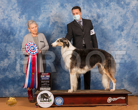 Borzoi #6 Sun BIS Judge Inge Semmenschins_SR_8798_GlnRs21_HR3