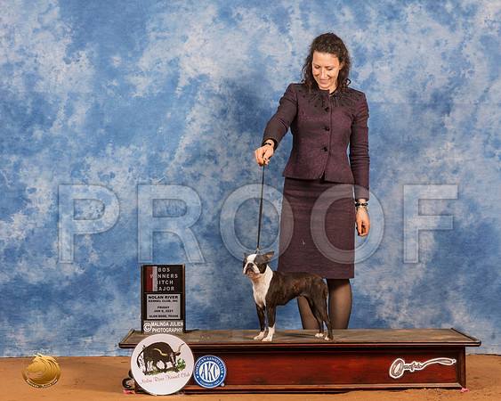 Boston Terrier #28 Fri BOS _SR_8512_GlnRs21_HR3