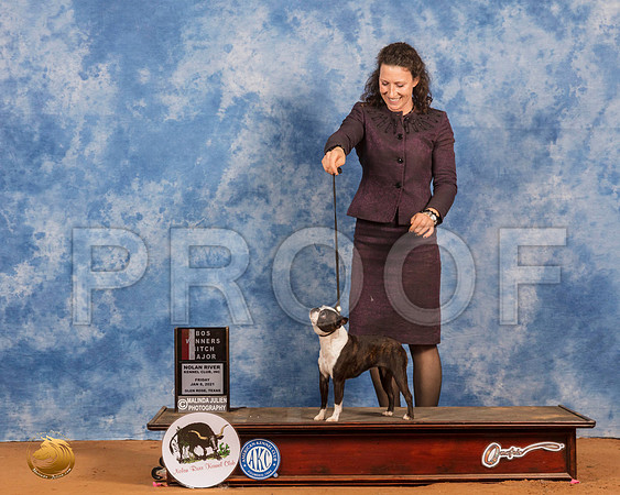 Boston Terrier #28 Fri BOS _SR_8516_GlnRs21_HR3