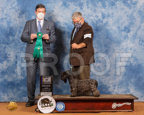 Cesky Terrier #7 Sun OHG3 Judge Jim Fehring_SR_8571_GlnRs21_HR3
