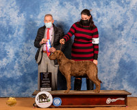 Chesapeake Bay Retriever #10 Sat BOW Judge Desmond Murphy
