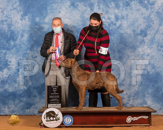 Chesapeake Bay Retriever #10 Sat BOW Judge Desmond Murphy_SR_8703_GlnRs21_HR3