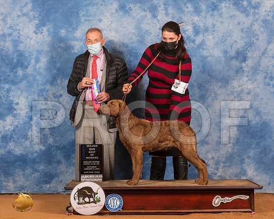Chesapeake Bay Retriever #10 Sat BOW Judge Desmond Murphy_SR_8704_GlnRs21_HR3