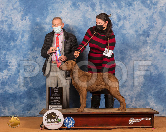 Chesapeake Bay Retriever #10 Sat BOW Judge Desmond Murphy_SR_8705_GlnRs21_HR3