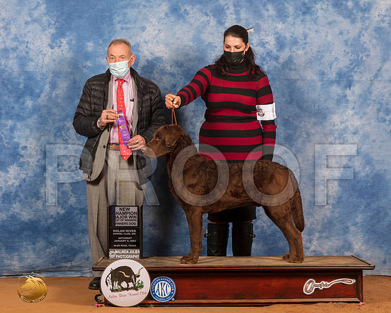 Chesapeake Bay Retriever #25 Sun WD Judge Desmond Murphy_SR_8697_GlnRs21_HR3