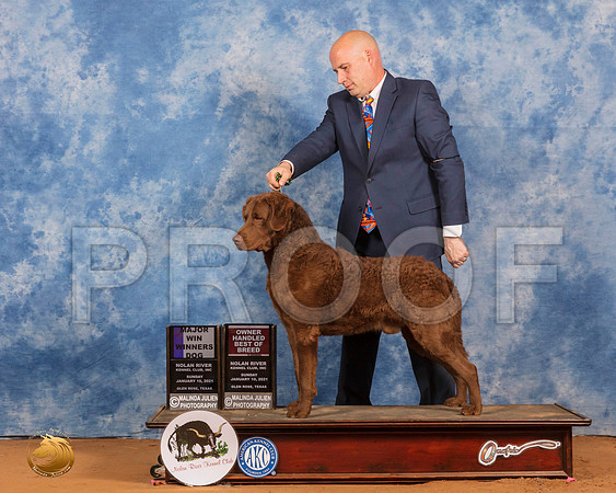 Chesapeake Bay Retriever #9 Sun BOB RESHOOT_SR_8528_GlnRs21_HR3