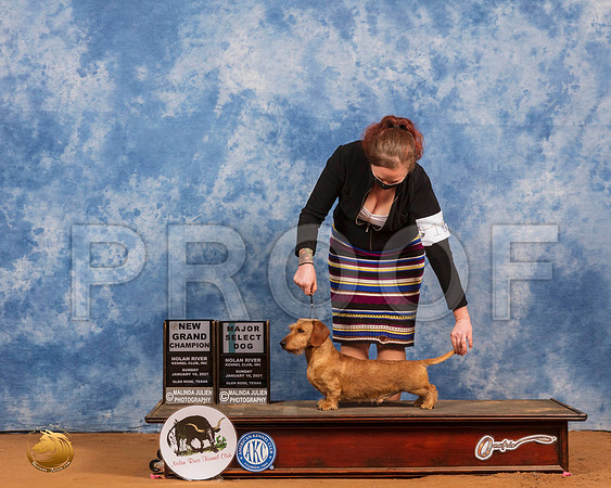 Dachshund Wire Haired #17 Sun SD Judge James Mitchell_SR_8495_GlnRs21_HR3