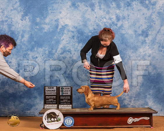 Dachshund Wire Haired #17 Sun SD Judge James Mitchell_SR_8498_GlnRs21_HR3