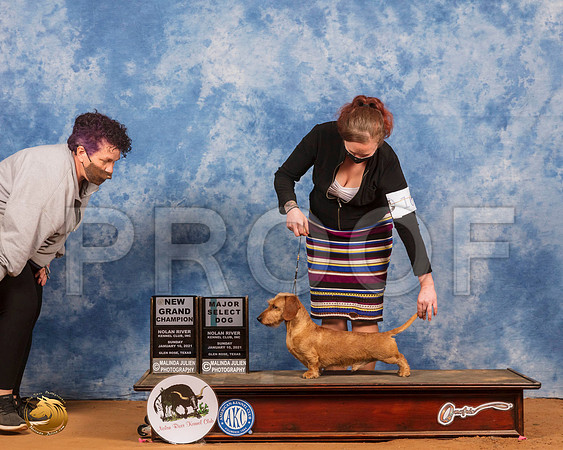 Dachshund Wire Haired #17 Sun SD Judge James Mitchell_SR_8499_GlnRs21_HR3