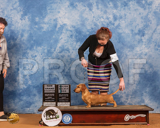 Dachshund Wire Haired #17 Sun SD Judge James Mitchell_SR_8501_GlnRs21_HR3
