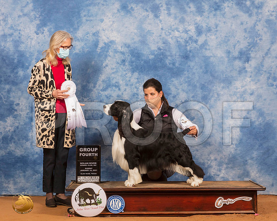 English Springer Spaniel #9 Sun Judge Helen Dorrance_SR_8775_GlnRs21_HR3