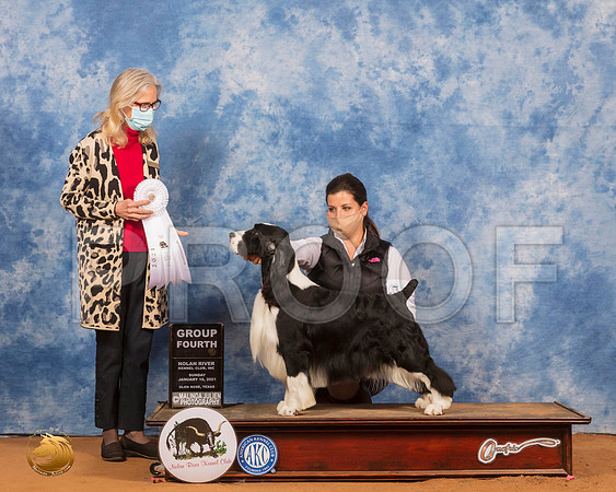 English Springer Spaniel #9 Sun Judge Helen Dorrance_SR_8776_GlnRs21_HR3
