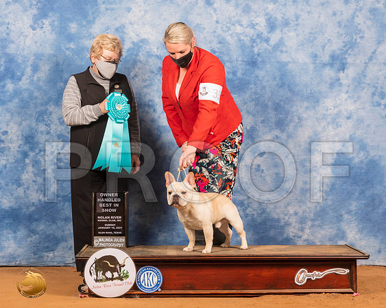 French Bulldog #33 Sun OHBIS Judge Judith Brown_SR_8686_GlnRs21_HR3