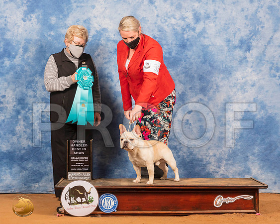 French Bulldog #33 Sun OHBIS Judge Judith Brown_SR_8688_GlnRs21_HR3