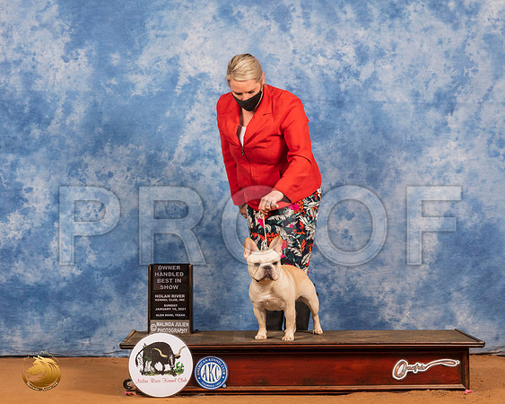 French Bulldog #33 Sun OHBIS Judge RESHOOT_SR_8792_GlnRs21_HR3