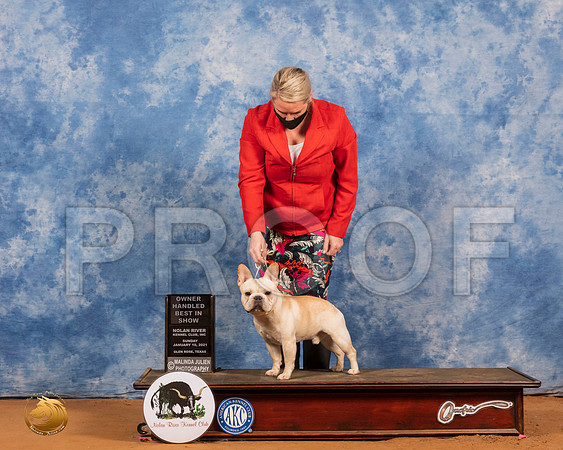 French Bulldog #33 Sun OHBIS Judge RESHOOT_SR_8795_GlnRs21_HR3