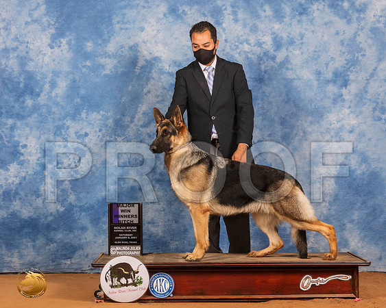 German Shepherd Dog #20 WB_SR_8667_GlnRs21_HR3