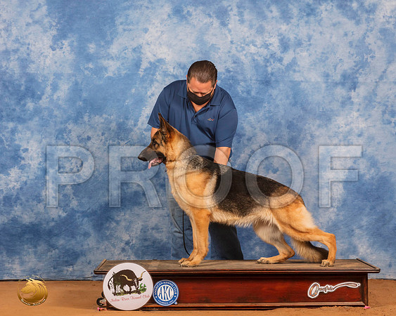 German Shepherd Dog #26 Custom_SR_8655_GlnRs21_HR3