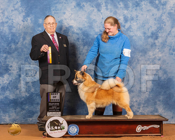 Icelandic Sheepdog #5 Sun BOB Judge Dr Donald Gill_SR_8647_GlnRs21_HR3