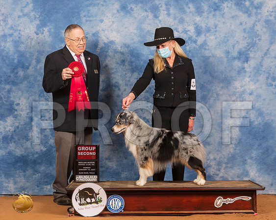 Miniature American Shepherd #19 Sun G2 Judge Dr Donald Gill_SR_8633_GlnRs21_HR3