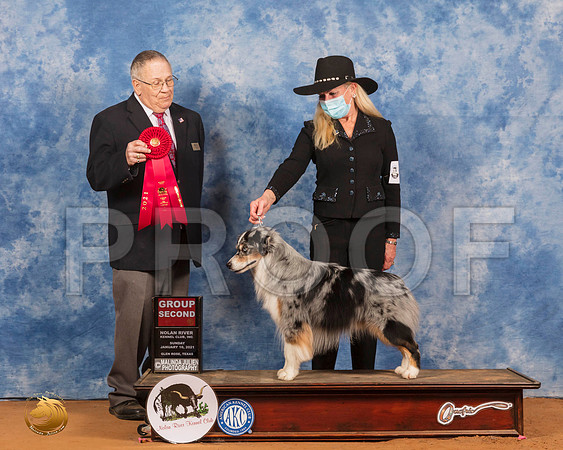 Miniature American Shepherd #19 Sun G2 Judge Dr Donald Gill_SR_8634_GlnRs21_HR3