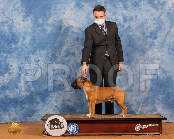 Miniature Bull #5 Sun NGrCh_SR_8663_GlnRs21_HR3