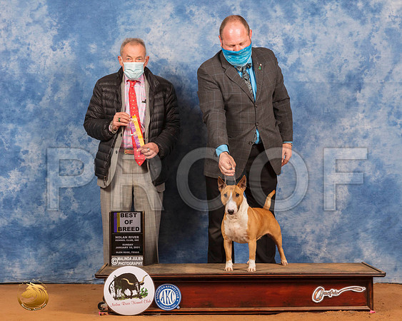 Miniature Bull Terrier #? Sun BOB Judge Desmond Murphy_SR_8743_GlnRs21_HR3