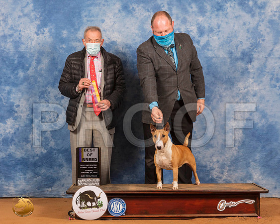 Miniature Bull Terrier #? Sun BOB Judge Desmond Murphy_SR_8742_GlnRs21_HR3