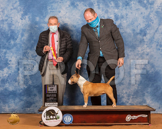 Miniature Bull Terrier #? Sun BOB Judge Desmond Murphy_SR_8748_GlnRs21_HR3