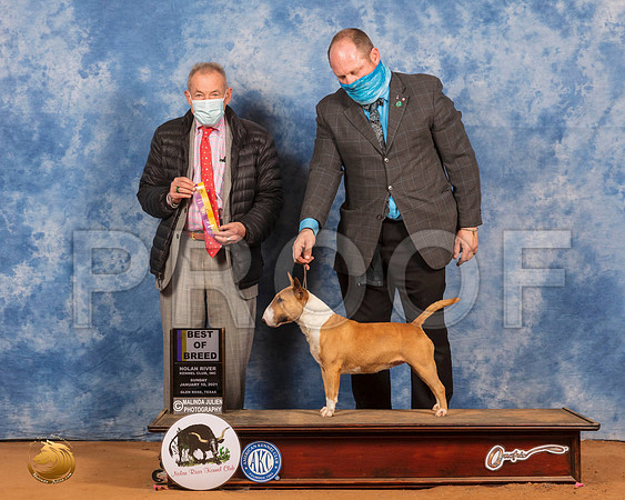 Miniature Bull Terrier #? Sun BOB Judge Desmond Murphy_SR_8749_GlnRs21_HR3