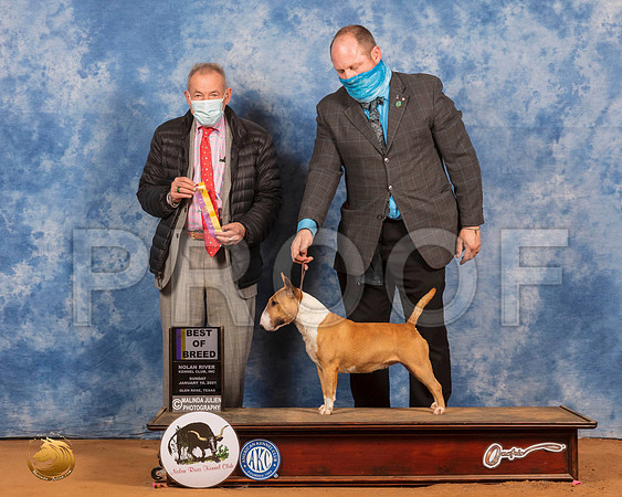 Miniature Bull Terrier #? Sun BOB Judge Desmond Murphy_SR_8750_GlnRs21_HR3