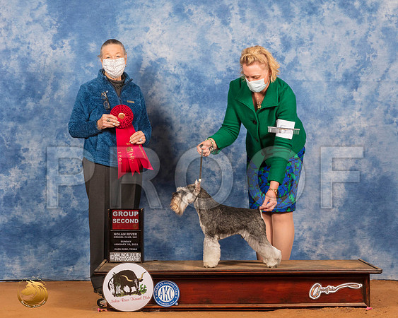 Miniature Schnauzer #5 Sun G2 Judge Carolyn Herbel_SR_8723_GlnRs21_HR3