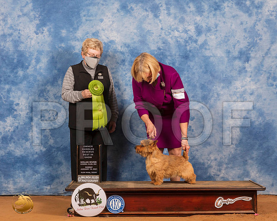 Norwich Terrier #11 OHRBIS Judge Judith Brown_SR_8692_GlnRs21_HR3