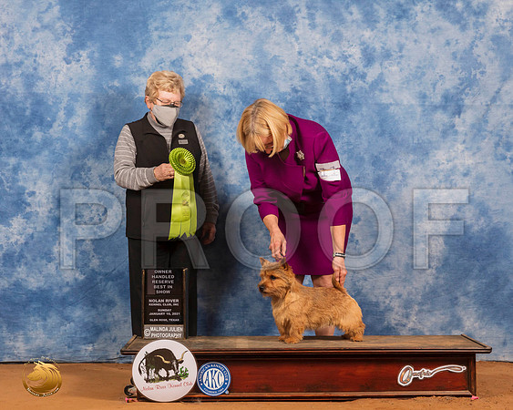 Norwich Terrier #11 OHRBIS Judge Judith Brown_SR_8693_GlnRs21_HR3
