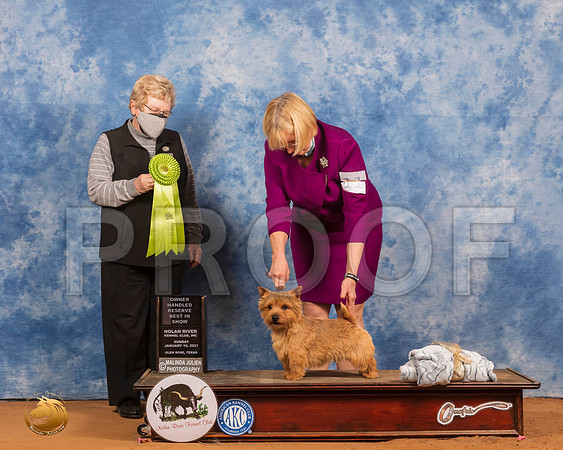 Norwich Terrier #11 Sun OHRBIS Judge Judith Brown_SR_8679_GlnRs21_HR3