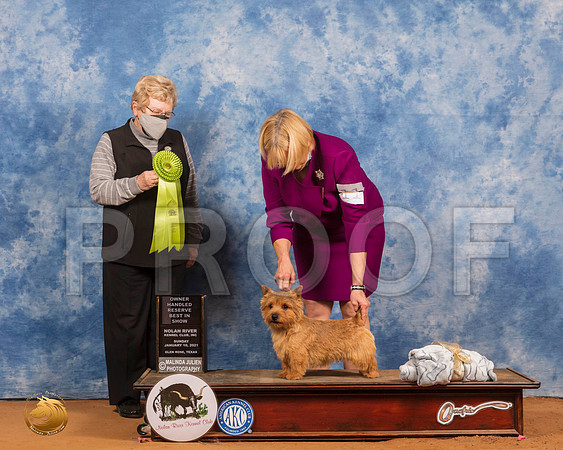 Norwich Terrier #11 Sun OHRBIS Judge Judith Brown_SR_8681_GlnRs21_HR3