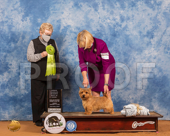 Norwich Terrier #11 Sun OHRBIS Judge Judith Brown_SR_8682_GlnRs21_HR3