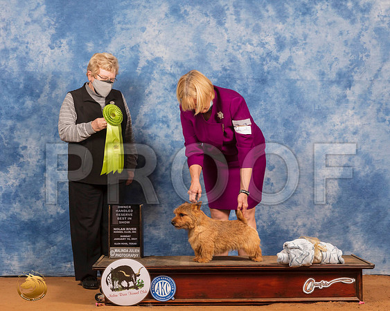Norwich Terrier #11 Sun OHRBIS Judge Judith Brown_SR_8683_GlnRs21_HR3