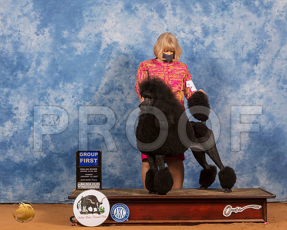 Poodle Std #26 Sun G1 Judge Tim Robbins_SR_8805_GlnRs21_HR3