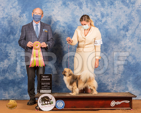 Tibetan Spaniel #? Sun BestJr Judge Timothy Robbins_SR_8469_GlnRs21_HR3