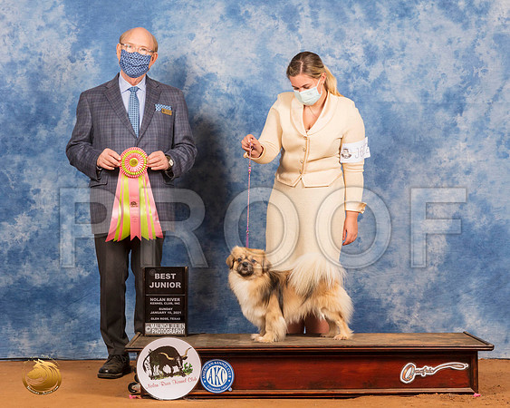 Tibetan Spaniel #? Sun BestJr Judge Timothy Robbins_SR_8471_GlnRs21_HR3